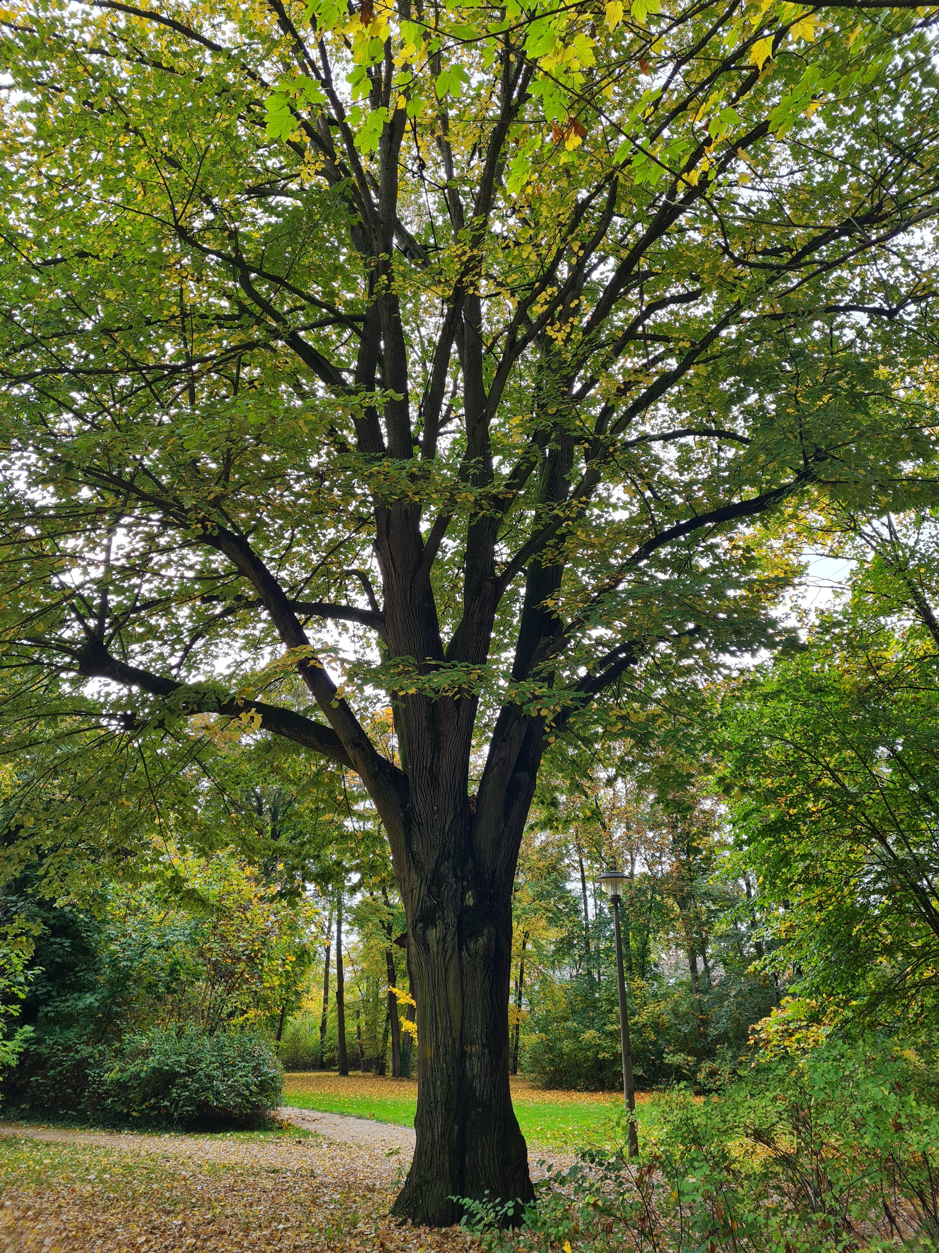 Bäume für Zirndorf 